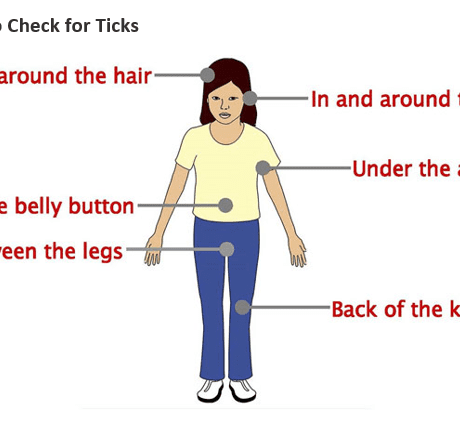 image of ticks