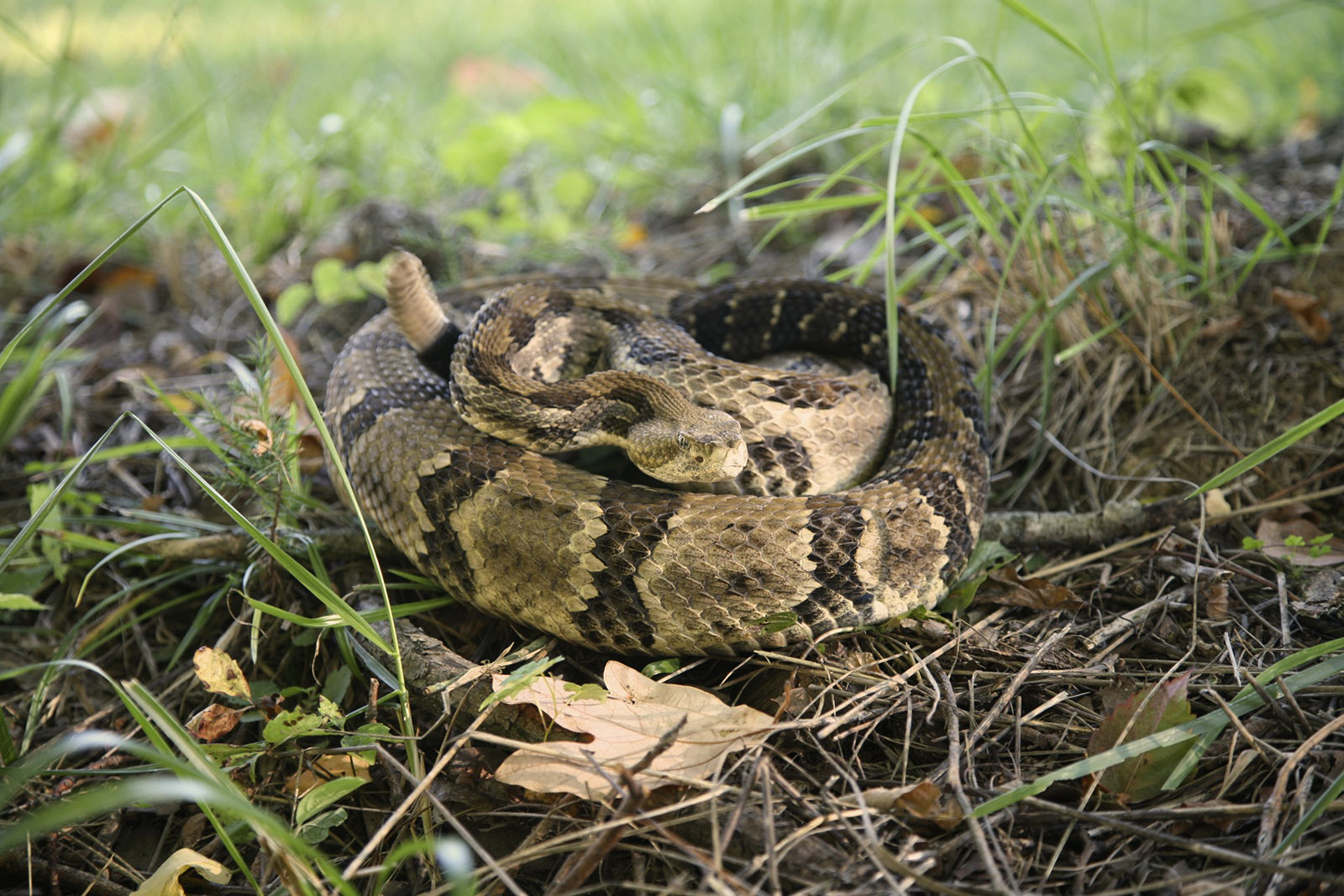 Close-up of a Timber Rattler