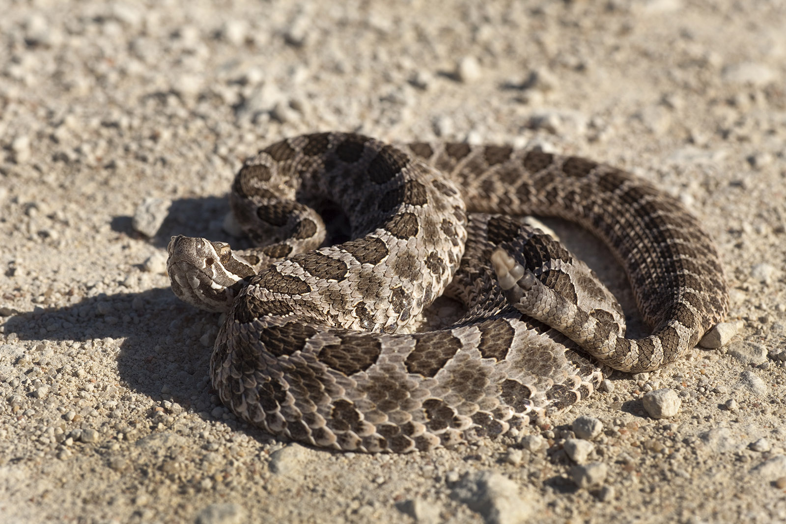 Massasauga rattlesnake Quivira National Wildlife Refuge Kansas